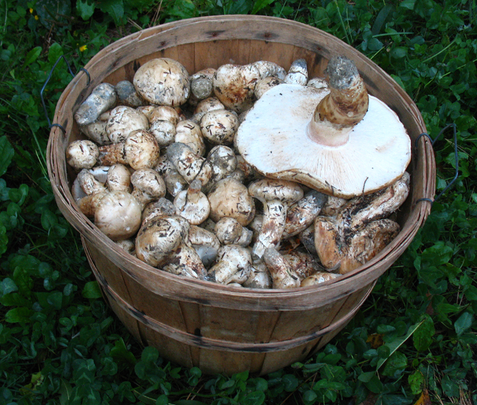(White) Matsutake (Tricholoma magnivelare)
